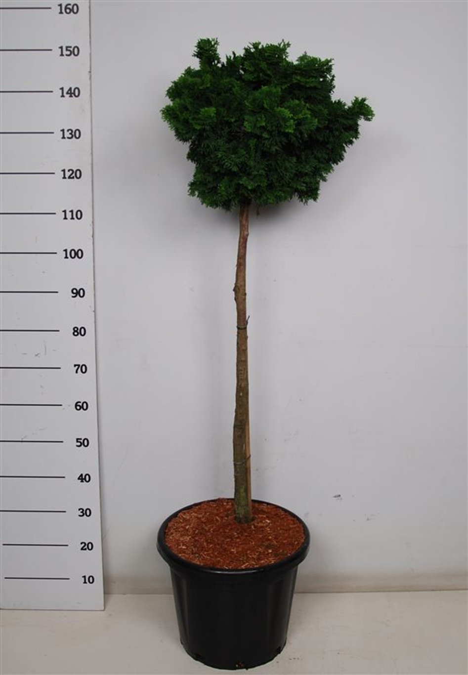 Chamaecyparis o. 'Nana Gracilis' - 80 CM Stem C25